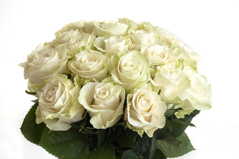 Роза Мондиаль Фото – Telegraph