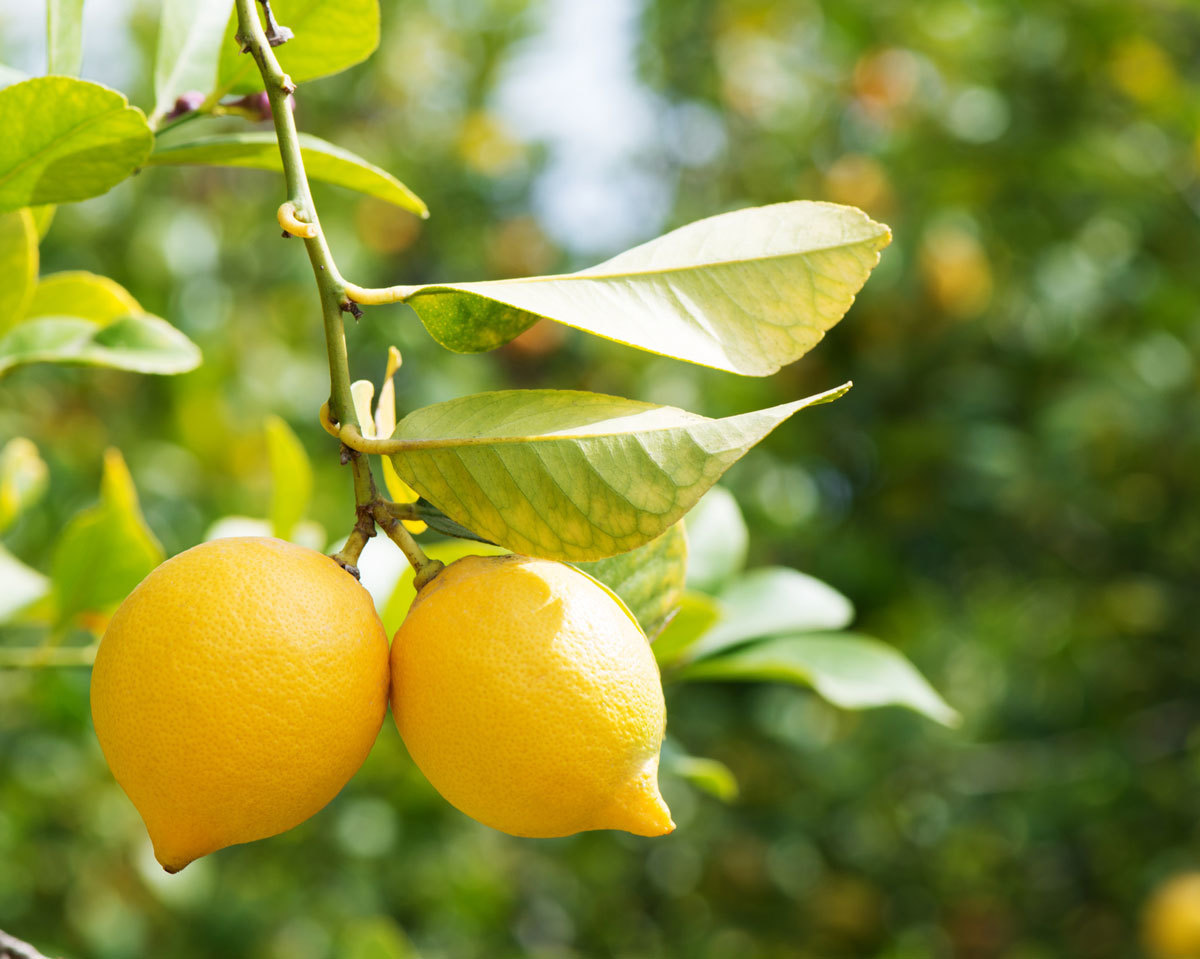 Лимонное дерево с необычными плодами