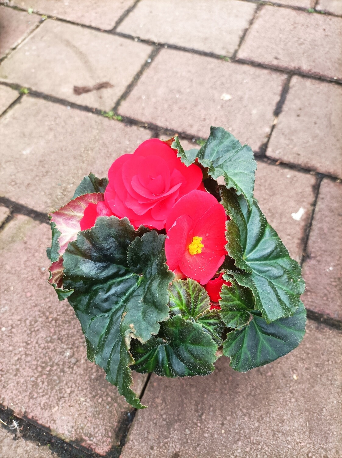 Begonia Non Stop Red