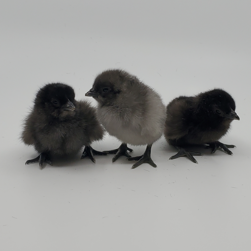 White Crested Duck Hatching Eggs