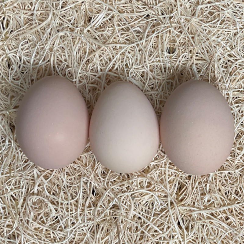 Buff Orpington Hatching Eggs