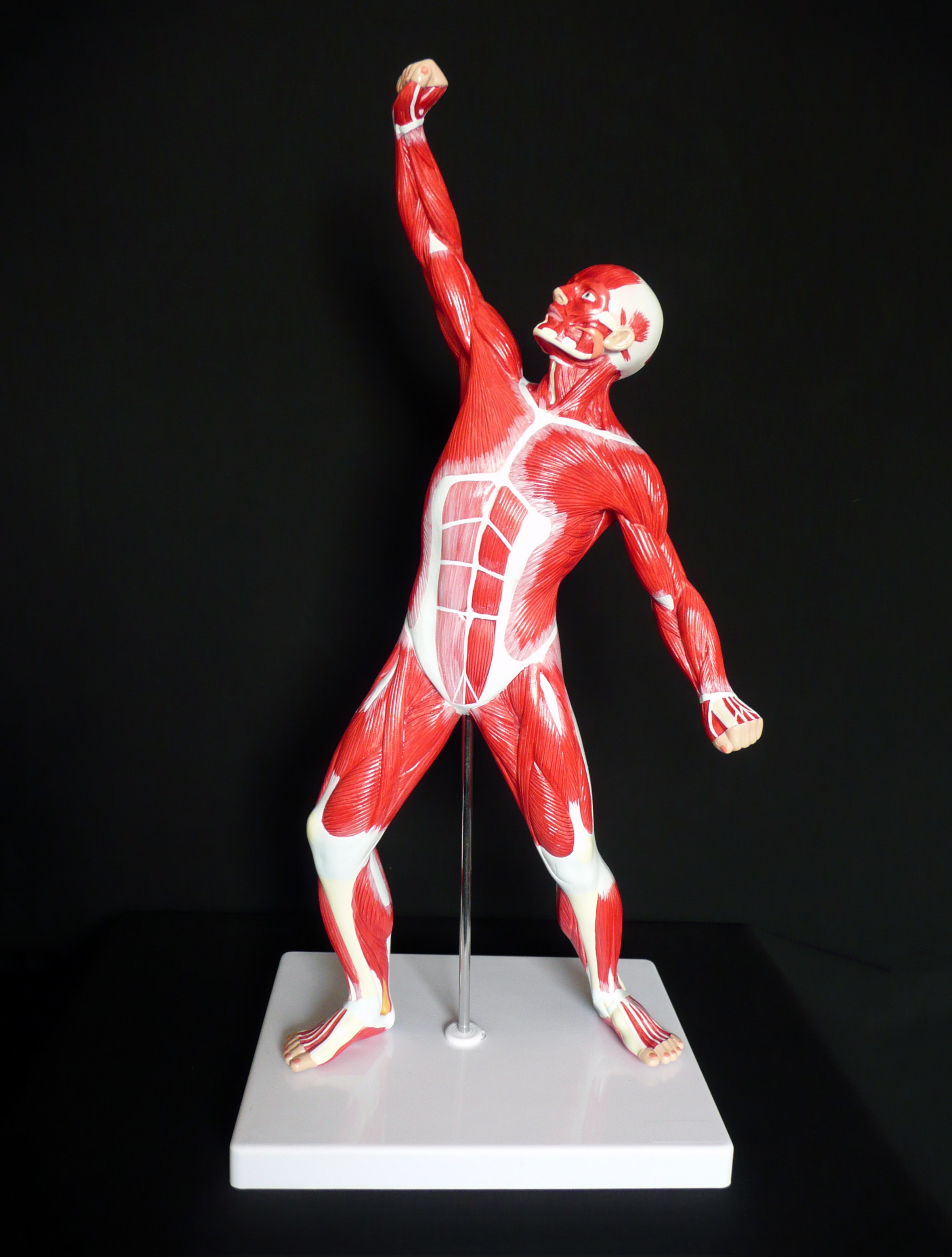Anatomical Human Muscular Figure Model Muscle Models Products