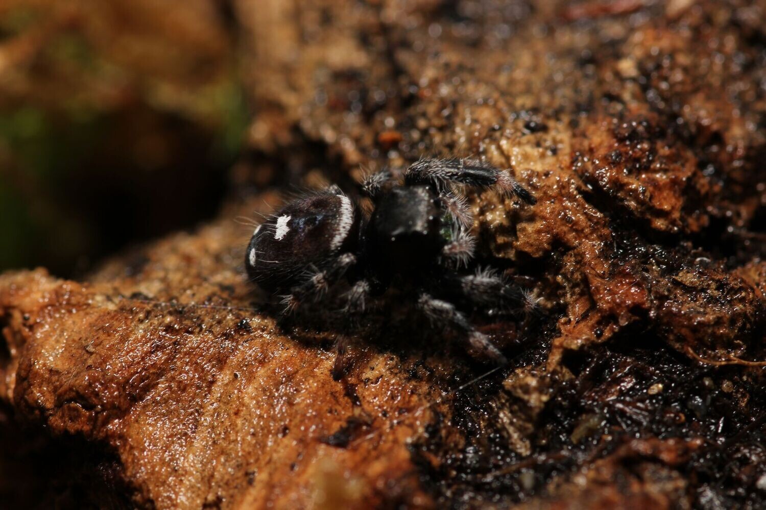 Phidippus Regius Captive Bred 6 7i Regal Jumping Spider MALE White