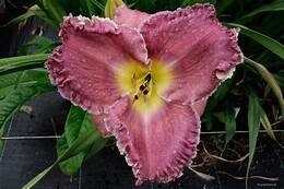 Daylily Hemerocallis Lake Effect Gal