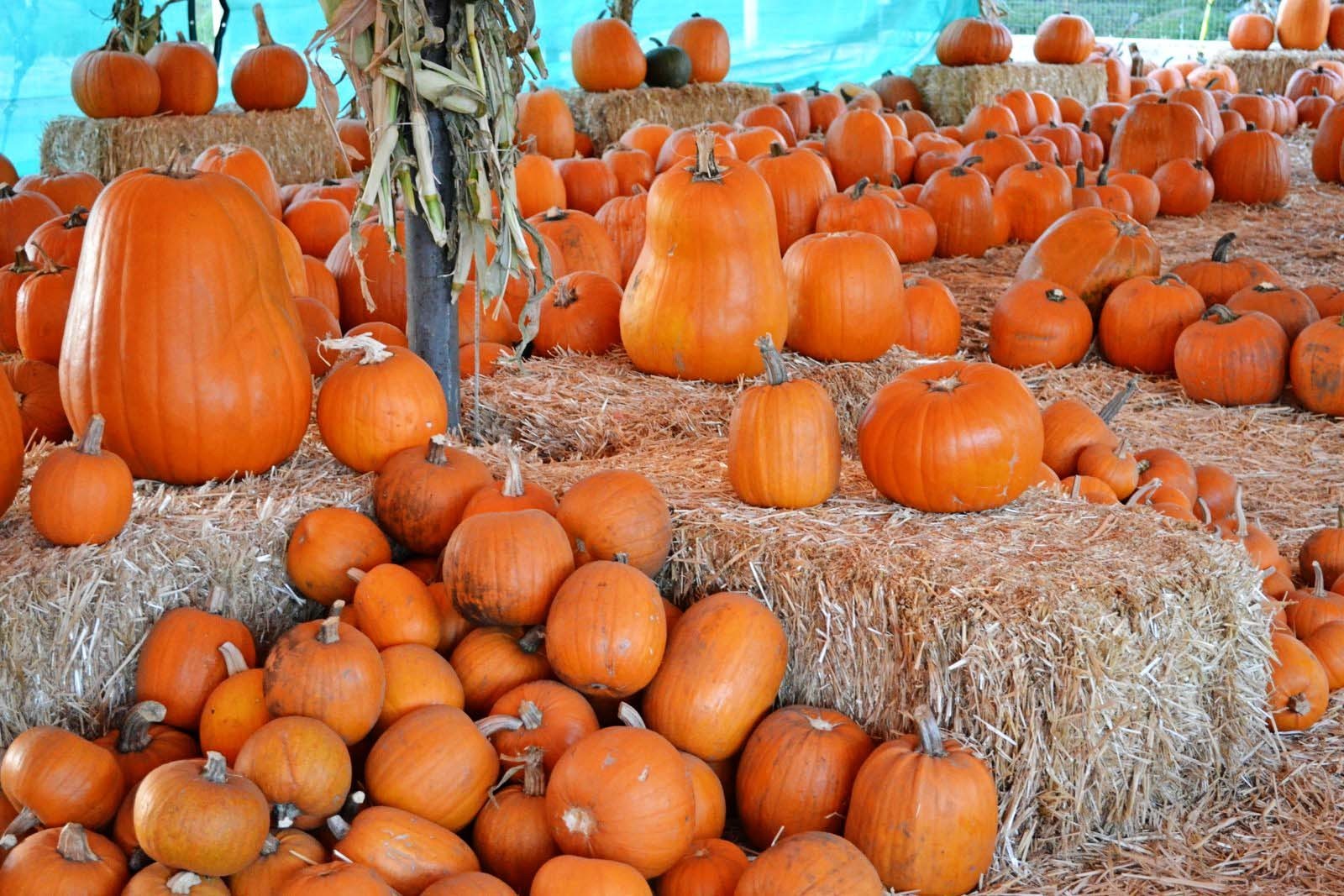 The Pumpkin Patch San Antonio