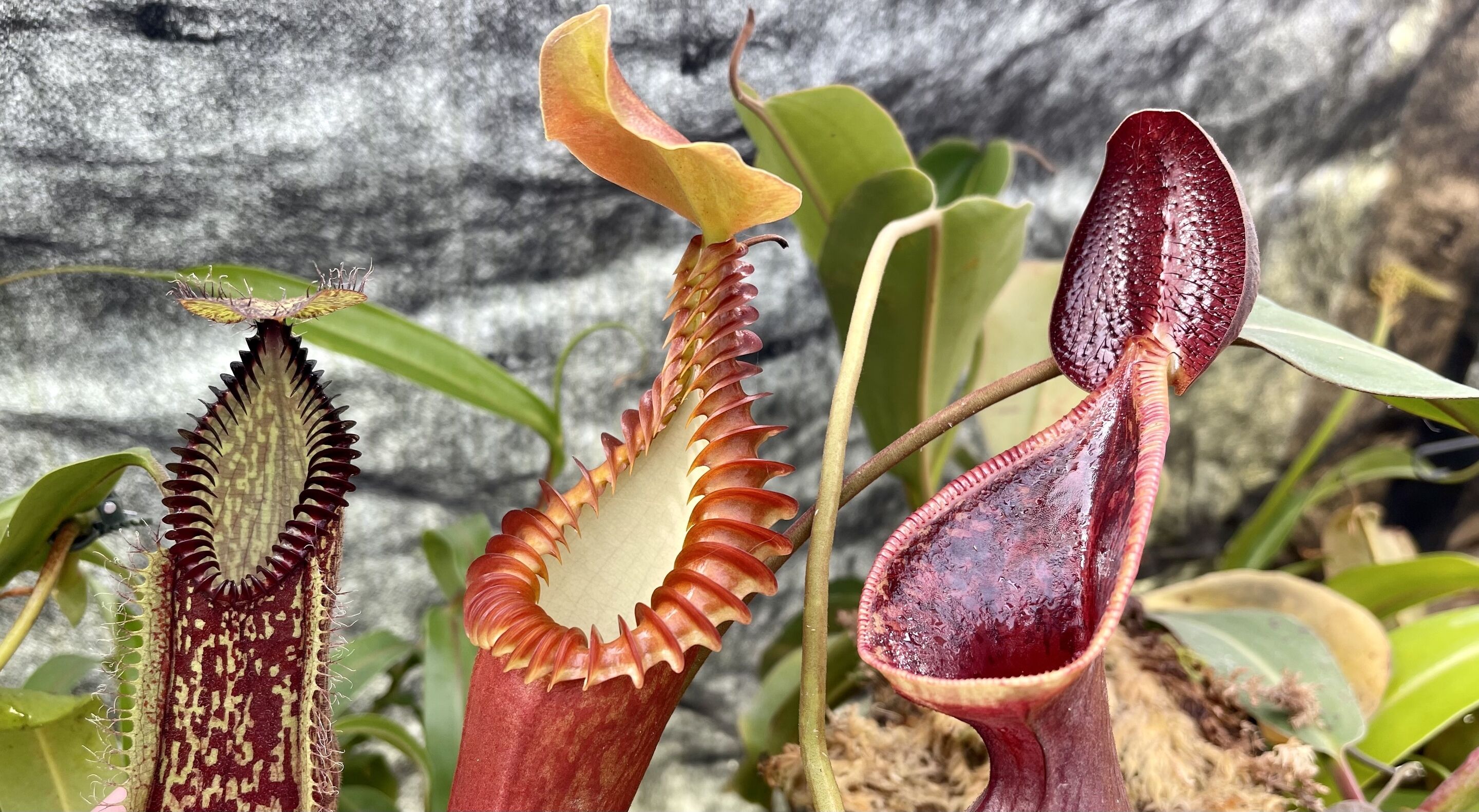 1st Carnivorous Plant Identified In 20 Years Grows Near Vancouver