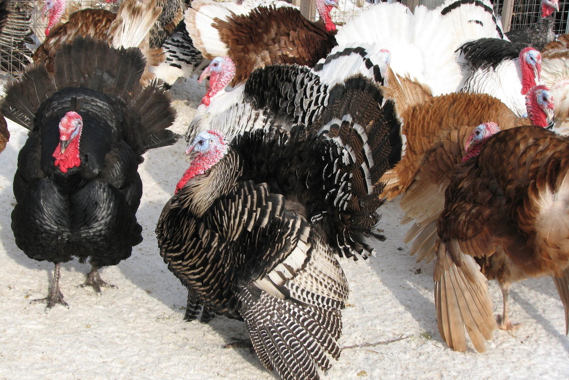Porter's Rare Heritage Turkeys
