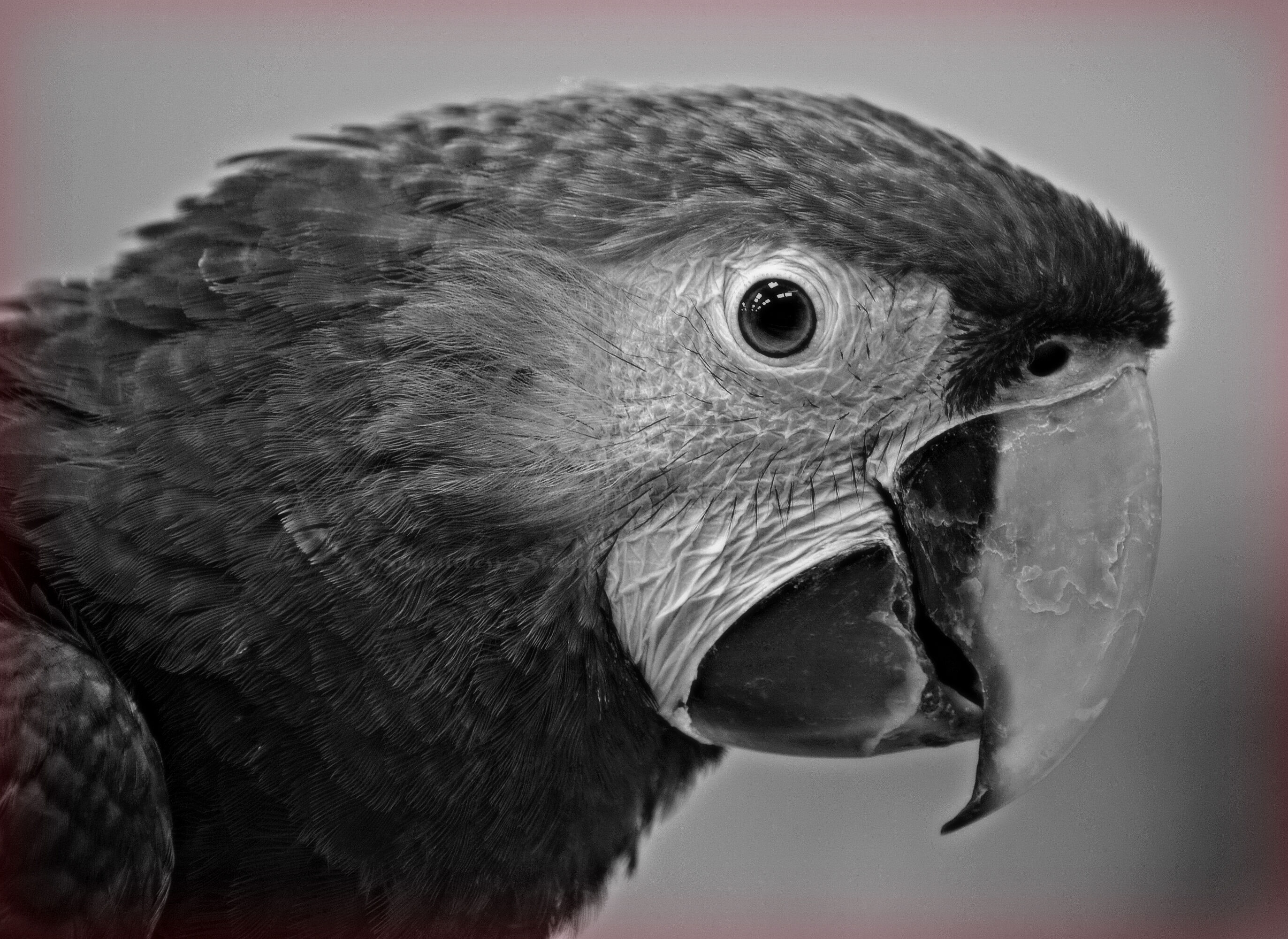 Birdie Britches Centurion Cage