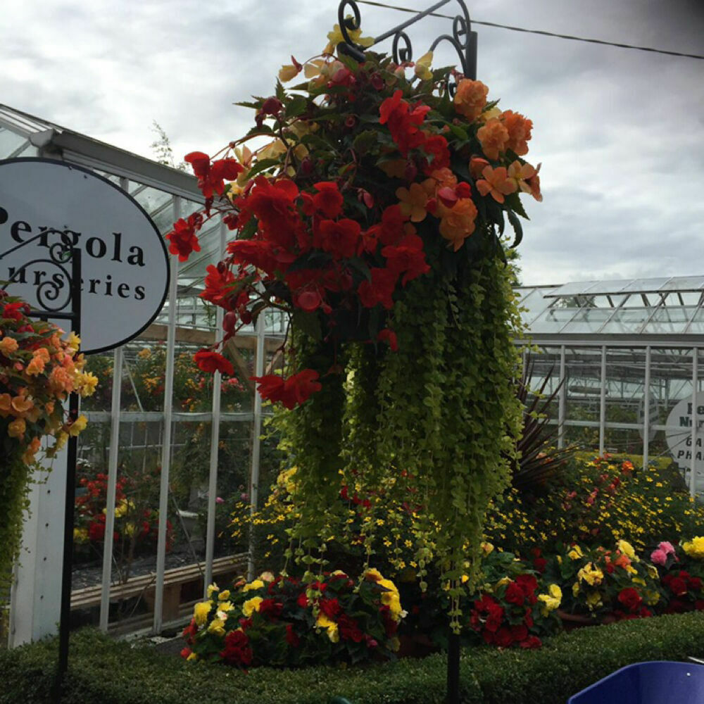 Pergola Nurseries Garden Corner