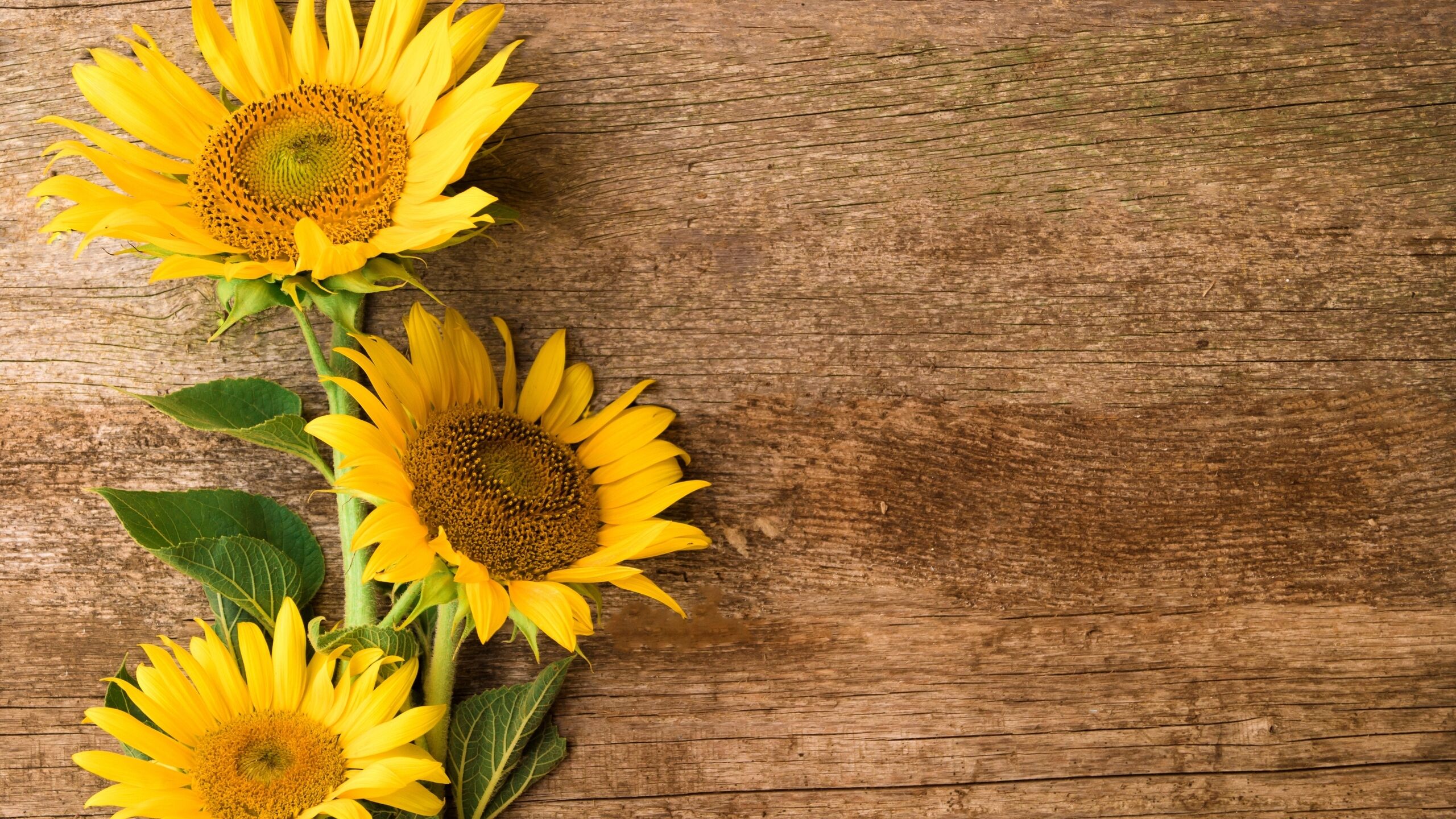 SunFlowers Supplements