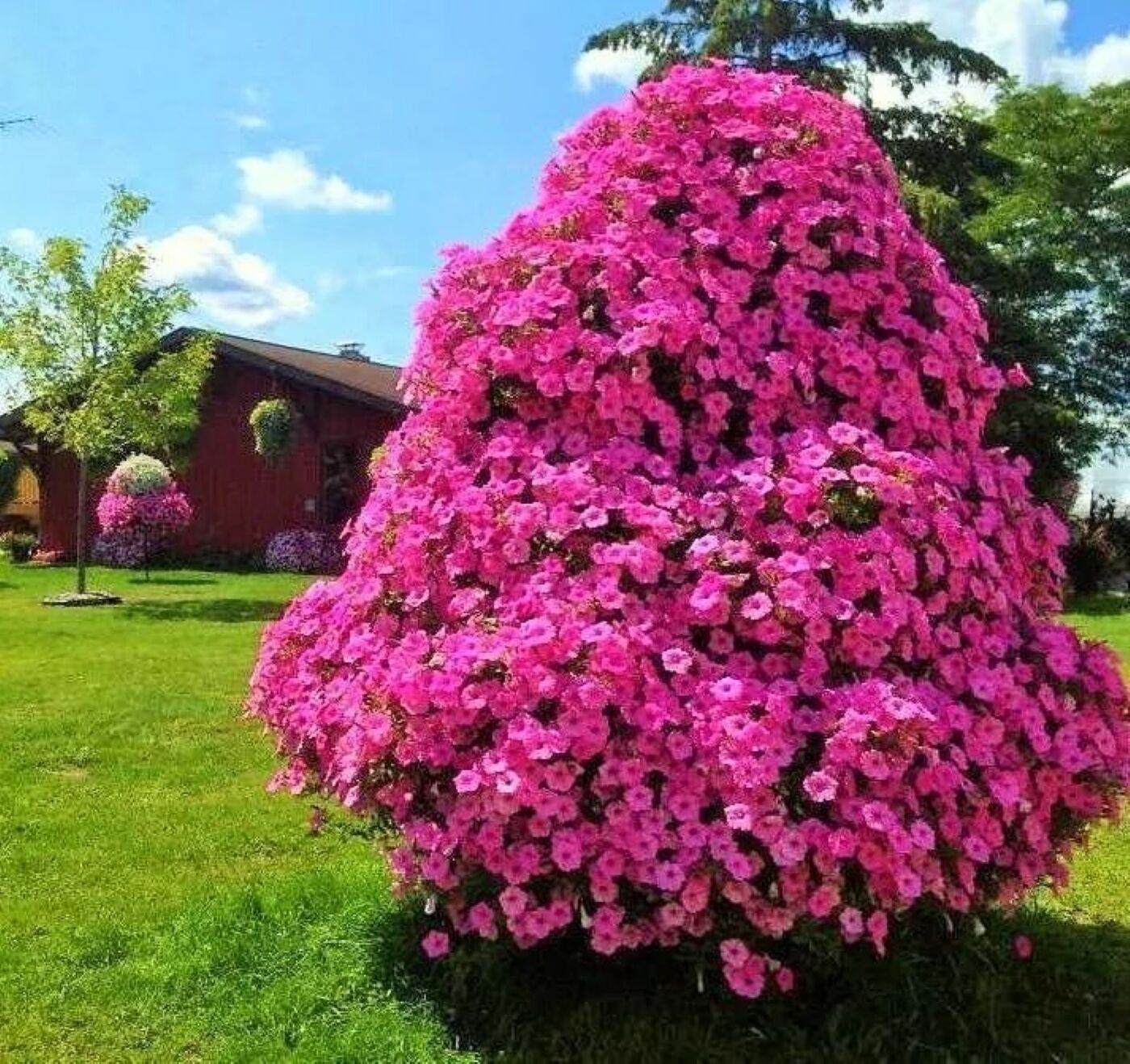 Петуния бонсай
