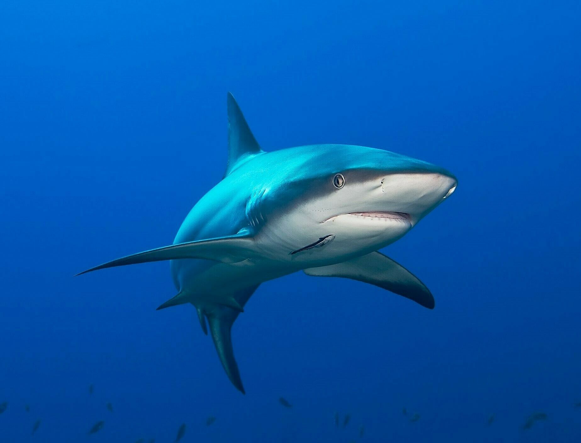 to Aquatics and Exotics