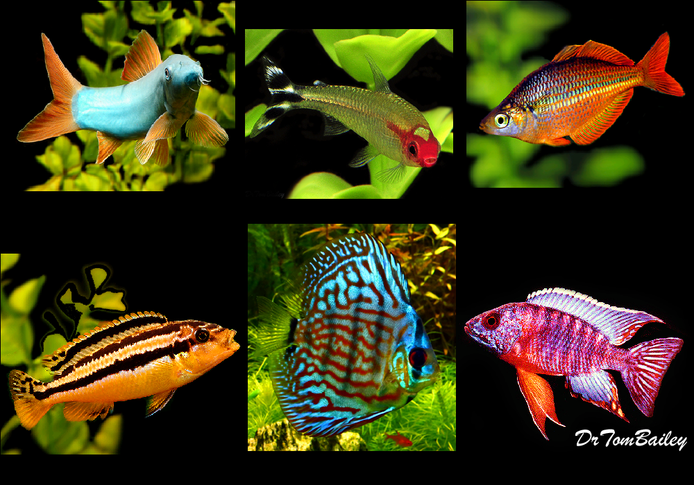 freshwater aquarium fish online