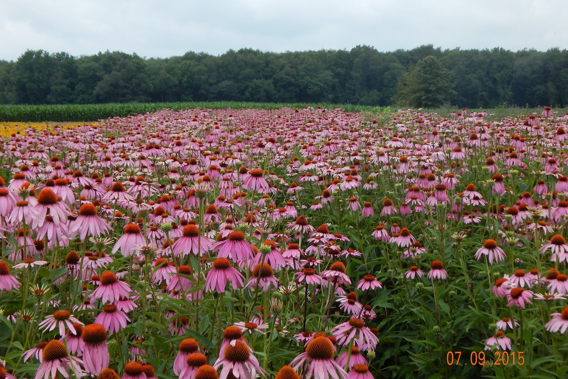 Pinelands Direct Native Plants