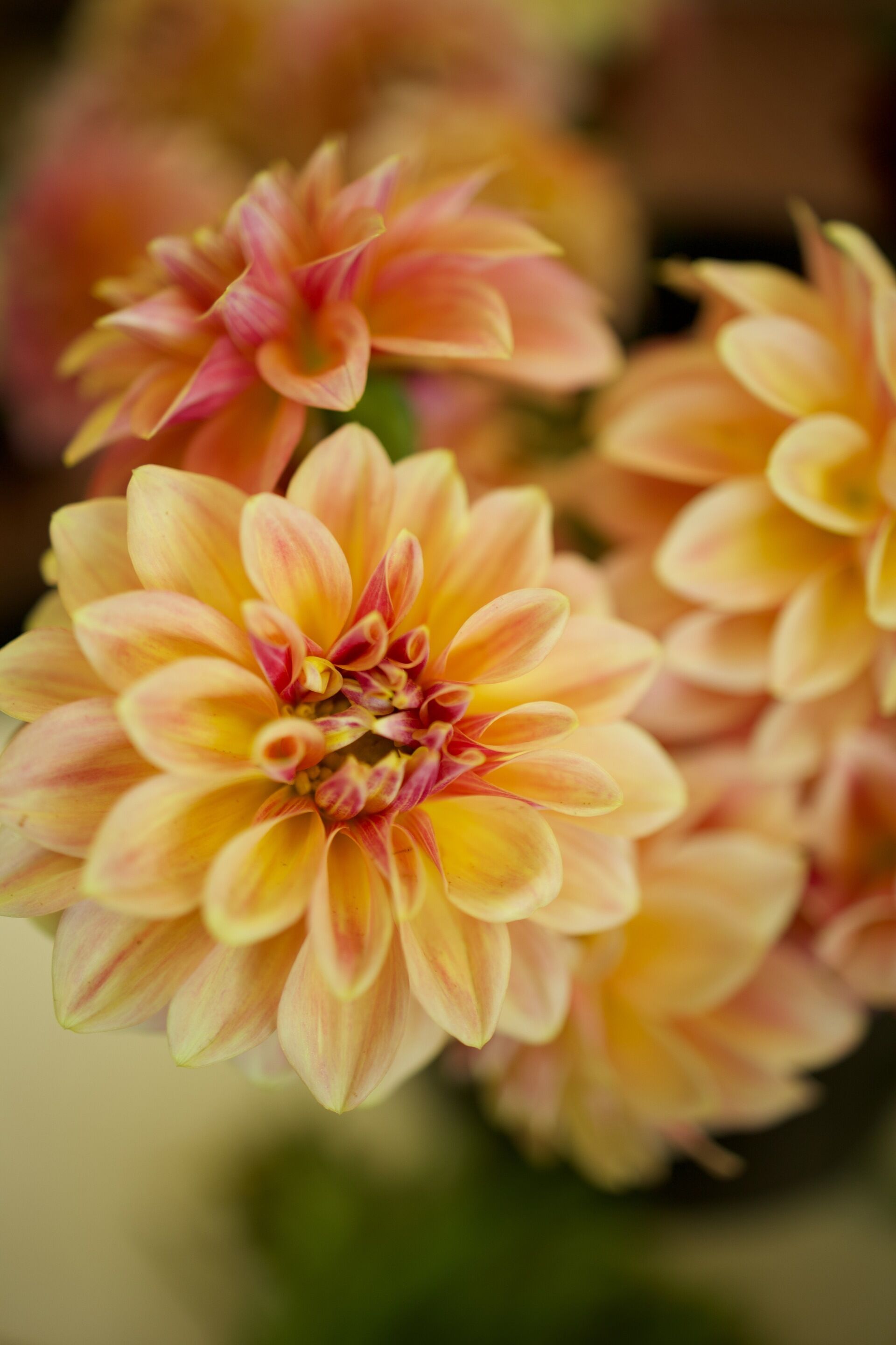 Lake Guntersville Flowers