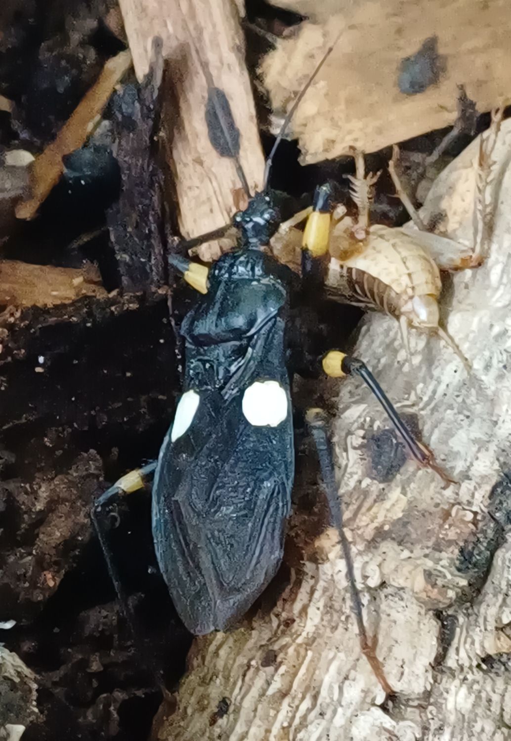 Platymetris biggutatus