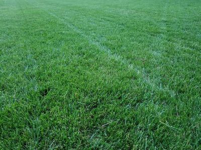 Rhizing Moon Turf-Type Tall Fescue Seed Rhizing Moon Turf-Type Tall Fescue Seed