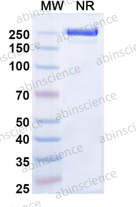 abin Science InVivoMAb Anti-Human IL-11 Antibody (X203), HB978010-50UG