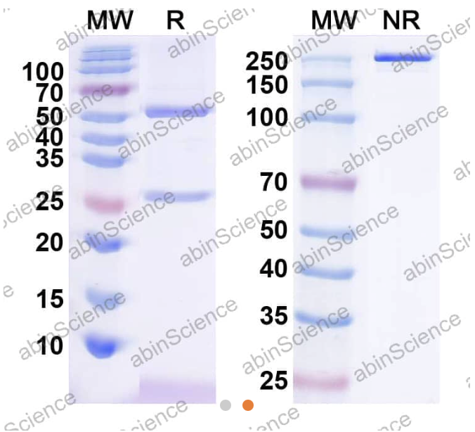 AbinScience InVivoMAb Anti-Human Prolactin R Antibody (Iv0132) (HB801010-1MG)