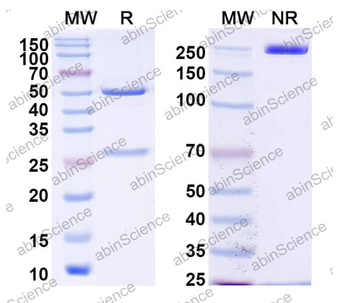 AbinScience InVivoMAb Anti-EBV/HHV4 gB/BALF4 Antibody (Iv0133) (VK799010-1MG)