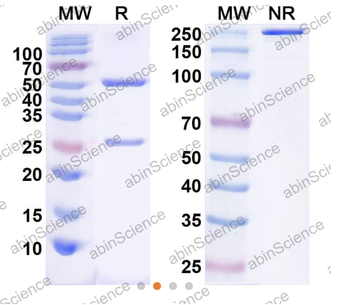 AbinScience InVivoMAb Anti-Human CD40/TNFRSF5 Antibody (Iv0136) (HB782010-1MG)