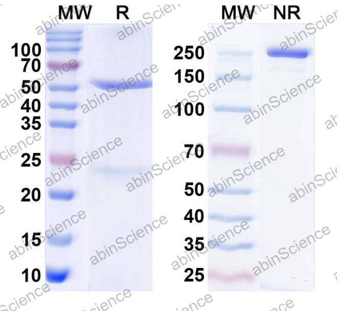 AbinScience InVivoMAb Anti-Human GDF-15 Antibody (Iv0048) (HV986010-1MG)