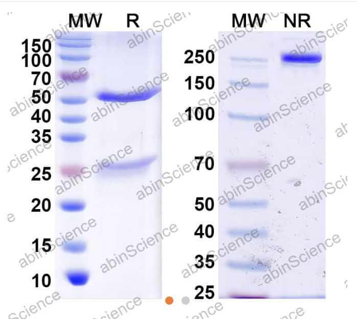 AbinScience InVivoMAb Anti-HPV16 L2/Minor capsid protein L2 Antibody (Iv0015) (VK658020-1MG)