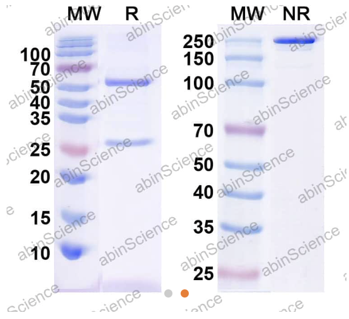 AbinScience InVivoMAb Anti-Human CTGF/CCN2 Antibody (Iv0075) (HB719010-1MG)