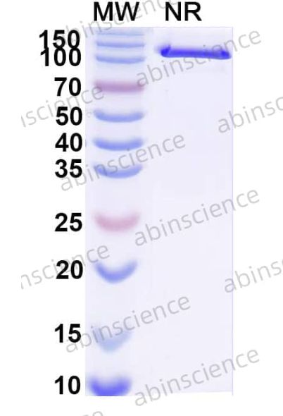 AbinScience InVivoMAb Anti-Human CCL3/MIP-1 alpha Antibody (Iv0078) (HY312010-50UG)