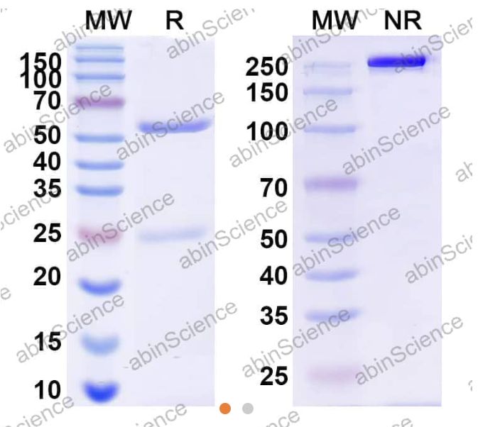 Abinscience InVivoMAb Anti-Mouse B7-H3&CD3 epsilon Antibody (Iv0207) (MV612010-1mg)