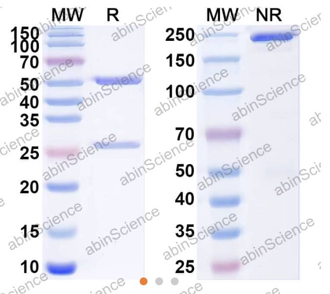 Abinscience InVivoMAb Anti-SARS-CoV-2 S2/Spike glycoprotein 2 Antibody (28D9) (VK749040-1mg)