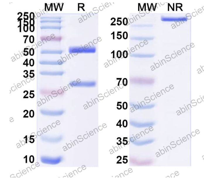 Abinscience InVivoMAb Anti-JEV Envelope protein E Antibody (2F2) (VK731010-1mg)