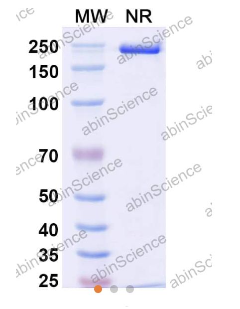Abinscience InVivoMAb Anti-Mouse IL-17/IL-17A Antibody (BZN035) (MS856010-1mg)