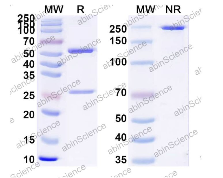 Abinscience InVivoMAb Anti-Human TSHR Antibody (K1-18) (HB852010-1mg)