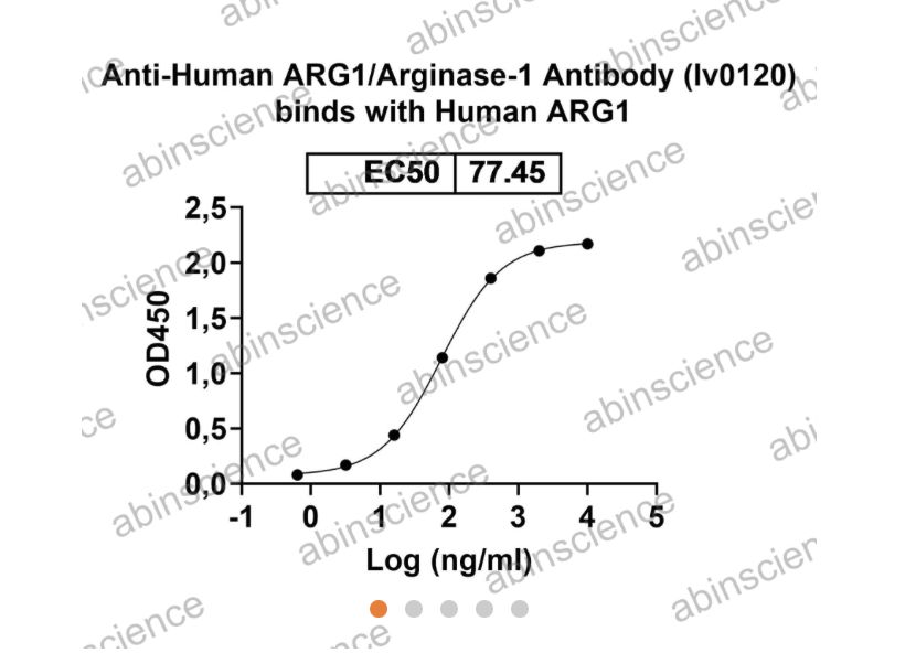 Abinscience InVivoMAb Anti-Human ARG1/Arginase-1 Antibody (Iv0120) (HY339010-1mg)