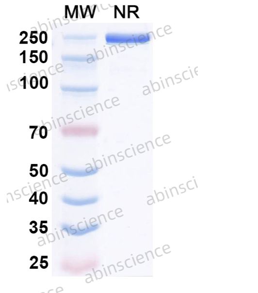 Abinscience InVivoMAb Anti-Influenza B virus(strain B/Lee/1940) NA/Neuraminidase Broad-Neutralizing Antibody (DA03E17) (VK496040-1mg)