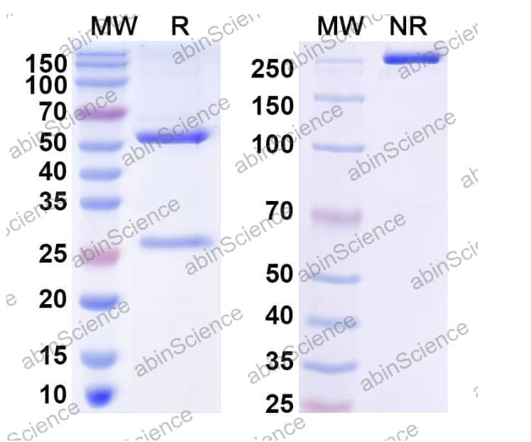 Abinscience InVivoMAb Anti-SARS-CoV-2 RBD (S 6P trimer) Antibody (C102) (VK565060-1mg)