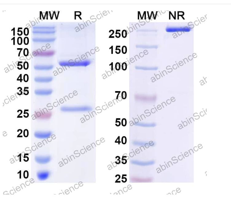 Abinscience InVivoMAb Anti-SARS-CoV-2 RBD (S 6P trimer) Antibody (C105) (VK565070-1mg)