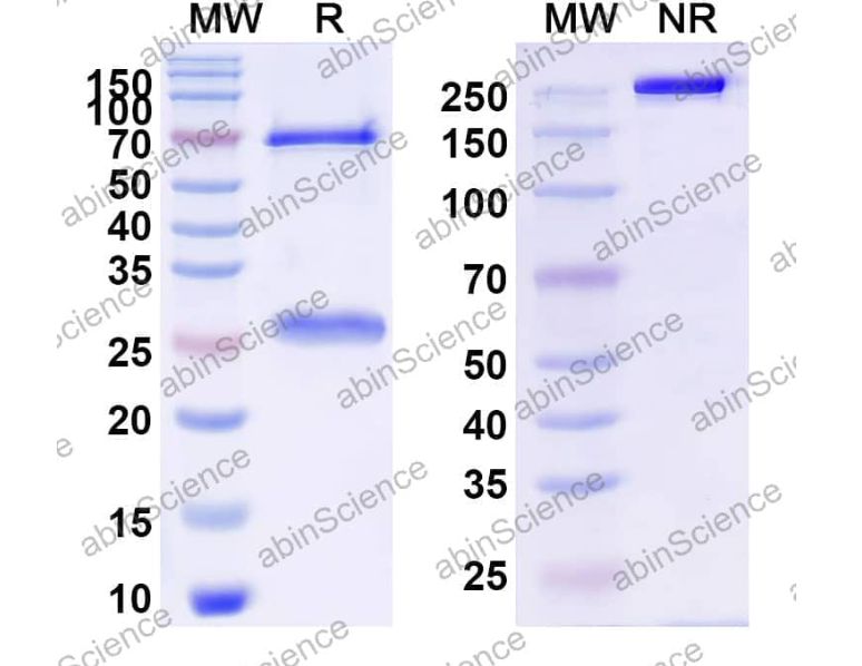 Abinscience InVivoMAb Anti-HeV/NiV Glycoprotein G Antibody (HENV-103) (VK685010-1mg)