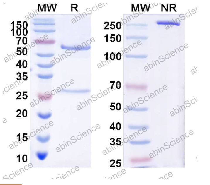 Abinscience InVivoMAb Anti-LASV GPC Antibody (LAVA01) (VK453010-1mg)