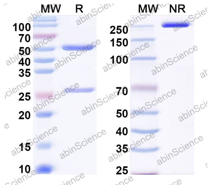 Abinscience InVivoMAb Anti-Mouse IL-2 Antibody (JES6-1A12) (MX011010-1mg)