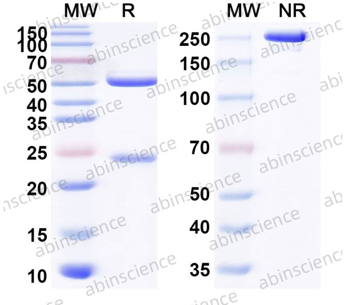 Abinscience InVivoMAb Anti-Mouse IL-6 Antibody (MP5-20F3) (MY328020-1mg)