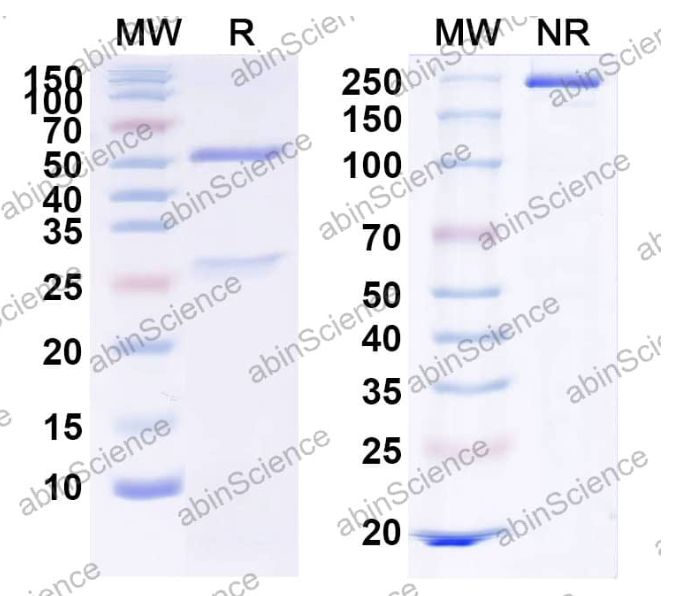 Abinscience InVivoMAb Anti-Mouse IL-6R alpha/IL6R Antibody (15A7) (MY583010-1mg)