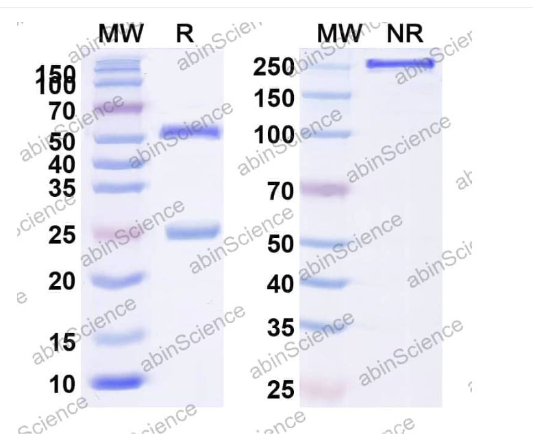 Abinscience InVivoMAb Anti-Mouse TCR alpha/beta Antibody (H57-597) (MP370200-1mg)