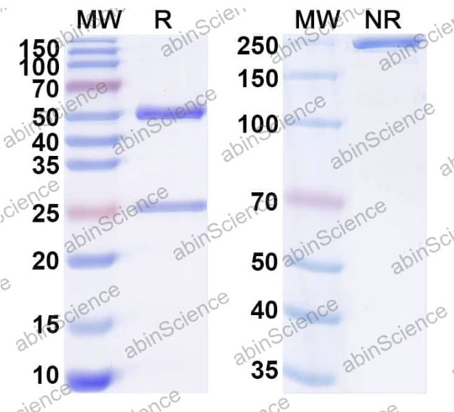 Abinscience InVivoMAb Anti-Mouse TIGIT&PD-L1/B7-H1 Antibody (Iv0258) (MX892010-1mg)