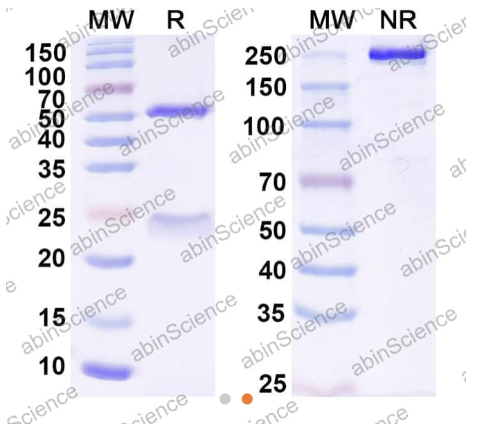 Abinscience Anti-Human TERM2 Reference Antibody (DNL919, RUO) (HV166056)