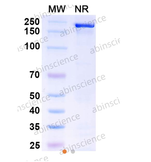 Abinscience Anti-Human Tau Reference Antibody (PNT001, RUO) (HY086086)