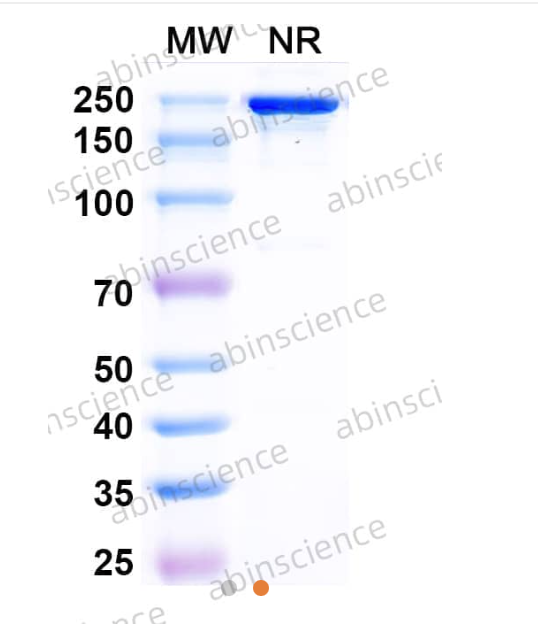 Abinscience Anti-Human Tau Reference Antibody (Posdinemab, RUO) (HY086066)