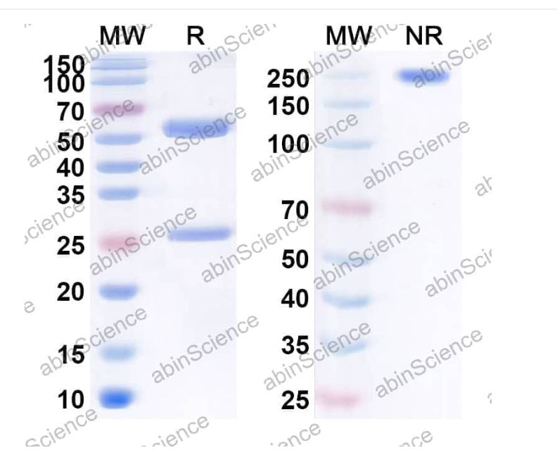 Abinscience Anti-Human APP Reference Antibody (ABvac42, RUO) (HY235176)