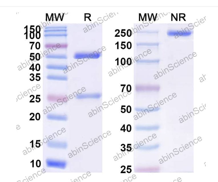 Abinscience Anti-Human APP Reference Antibody (AD0802, RUO) (HY235196)